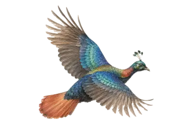 A watercolour of a danphe, the Himalayan monal, in full flight with its iridescent wings outstretched