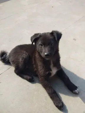 Scooby, our Chief Happiness Officer